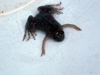 Amazon アフリカツメガエル こだわりの生体をお届けします 名生園 こだわりの生体をお届けします 名生園 観賞魚 水中生物 通販