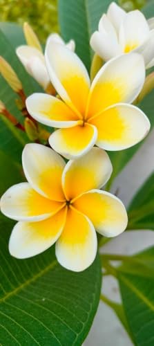 E B GARDENING Yellow Plumeria Flower Plant For Home Live Yellow Champa/red Beautiful Charming Flower Plant - Healthy Plant
