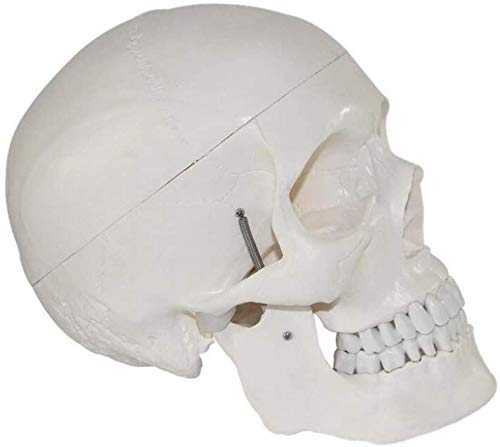 Model Anatomiczny, Medyczny Model Ludzkiej Czaszki, Anatomiczna Czaszka Wyjmowana I Przegubowa, Kompletny Zestaw Zębów, Naturalny Rozmiar