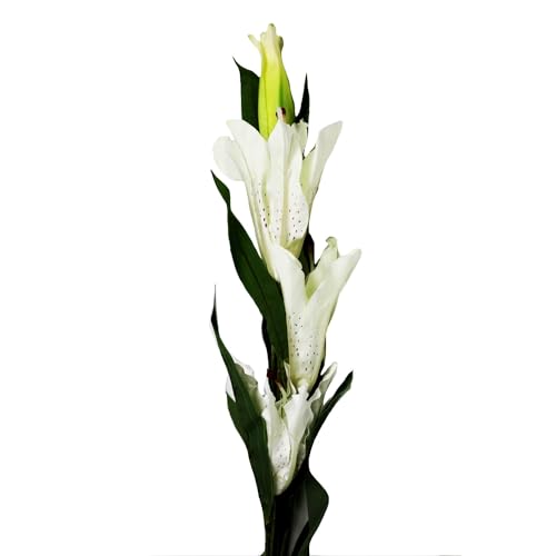 Image of Enhance Your Space with Artificial Leaf Decor Foliage for Stunning Interiors Decorative Items for Home;Office; Room; Living Room; Table; (Without Vase) (Pack of 1, Lily)