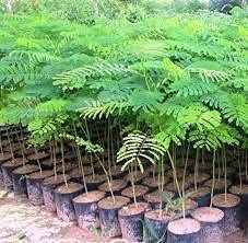 See full amazon price history chart for Vixenssell Live Plant Gulmohar Orange-Red Petals Street Tree Garden Plant (1 Healthy Live Plant) Vixenssell Live Plant Gulmohar Orange-Red Petals Street Tree Garden Plant (1 Healthy Live Plant) (B0BHDQS338) Amazon Price History, Amazon Price Tracker