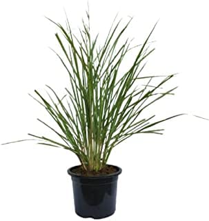 See full amazon price history chart for CosaCentrum Lemon Grass/Grass Herb Anti Cancer Medicinal Plant With Pot CosaCentrum Lemon Grass/Grass Herb Anti Cancer Medicinal Plant With Pot (B0BSWBLD5L) Amazon Price History, Amazon Price Tracker