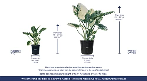 Nature’s Way Farms Alocasia Dawn Variegated Live Plant (25-30 In. Tall) In Grower Pot #TOP2