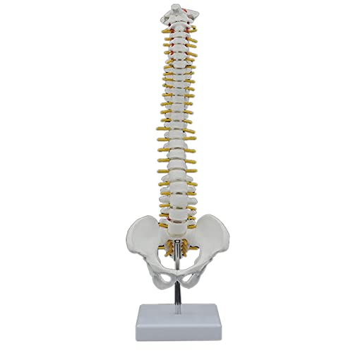 Lafeier Columna vertebral humana de 45 cm con modelo pélvico, anatomía anatómica, modelo de columna vertebral + soporte flexible