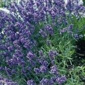 Nuts n' Cones Munstead Dwarf Lavender Seeds