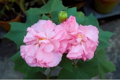 Anu Live Confederate Rose Land Lotus Plant Double Petal Cotton Rose Plant Can Bloom All Season Amazon In Garden Outdoors