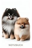  Niedliches Pomeranian BOO, Zwergspitz Buch - Notizbuch: Geschenk für Spitz Liebhaber, Welpen Besitzer & Hunde Fans: Tagebuch, Taschennotizbuch, ... Notizbücher, Hundemotiv, Mom, Cute Dog,Sable