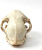 Modelo felino réplica de cráneo de gato doméstico 1:1, réplica sintética para educación en anatomía y fisiología, decoración de interiores, investigación y enseñanza (gato doméstico) 8