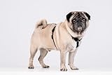 Chaba Guard Hundegeschirr für kleine Hunde mit Kontrolle, Anti-Zug & Würgen, Einstellbar, Bequem und Leicht, Classic Step-in Brustgeschirr, Dog Harness, Größe S, SCHWARZ