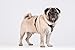 Chaba Guard Hundegeschirr für kleine Hunde mit Kontrolle, Anti-Zug & Würgen, Einstellbar, Bequem und Leicht, Classic Step-in Brustgeschirr, Dog Harness, Größe S, SCHWARZ