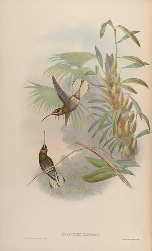 Affiche oiseau Glaucis Leucurus 60x90cm pour habiller un mur vide avec élégance
