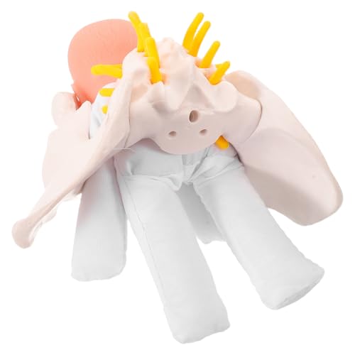 Modèle de bassin compact pour démonstration d'accouchement guidée et apprentissage des sciences