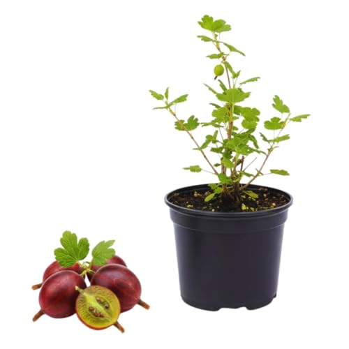 Red Gooseberry Plant Live, Sweet Gooseberry Live Plant, 2.5 Inches Tall, Shrub Bush Starter Plant for Home Orchard
