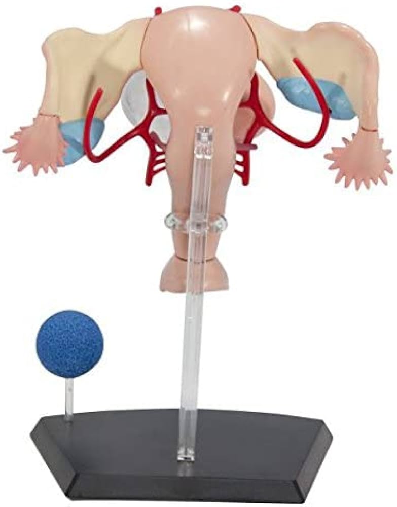 Amazon.com: Famemaster 4D-Vision 人類女性生殖解剖模型,10 英吋(約 Amazon.com: Famemaster 4D-Vision 人類女性生殖解剖模型,10 英吋(約