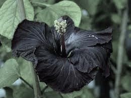 Black,Kalo Jaba Dark,Black Hibiscus Flowers Original Variety Healthy Hybrid Plant Ready To Blooming At 1 to 2 Month Pack of 1 (B0CZPG9774) Amazon Price History, Amazon Price Tracker