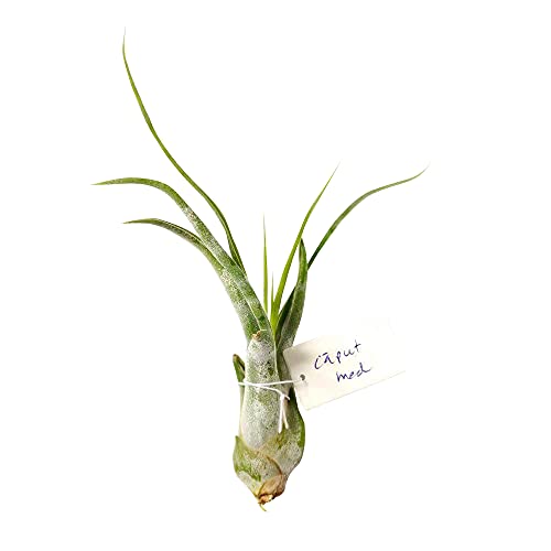 Dh7 Enterprise Tillandsia Caput Medusae Air Plant (5-6 Inch) #TOP3