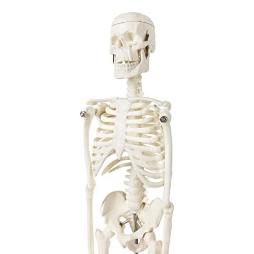 Mini modello scheletro umano per anatomia - 45,7 cm - Modello scheletro umano completo con braccio e gambe mobili su base in plastica - Per l'apprendimento medico dei bambini - Attrezzo