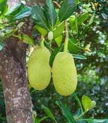 Image of Hybrid Vietnam Grafted Green Jackfruit Flesh Terrace Garden Suitable Plant Pack of 1 Heathy Live Plant Vietnam Variety for Home Garden Tree