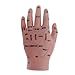 Generic 14cm Hand Model for Teaching Display Lab Supplies