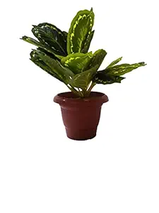 VEEROM Artificial Calathea Ornata Plant Without Pot for Home, Office Decor | 18 Leaves | Attractive Ornamental Plant for Interior Decor | Indoor Plant (Artificial Calathea Roseopicta Plant)