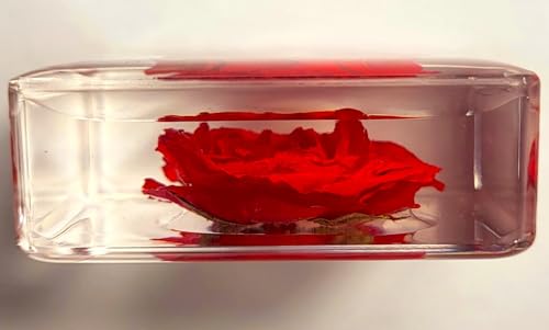 Image of 38mm Small Red Rose Flower in Crystal Clear Lucite Resin Specimen Botanist Herb Herbarium Crafts Collection for Botany Science Education & Desk Ornament Display Small Paperweight