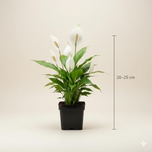 Image of ORIGINAL PEACE LILY LIVE PLANT WITH 3 INCH BLACK POT | ELEGANT GREEN FOLIAGE & WHITE FLOWERS | AIR PURIFYING INDOOR PLANT | PERFECT FOR HOME & OFFICE DECOR | LOW MAINTENANCE | PACK OF 1