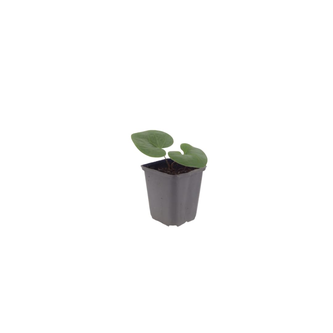 Asarum europaeum | 60 sztuk - 10-25cm - Ø9cm - Roślina ogrodowa