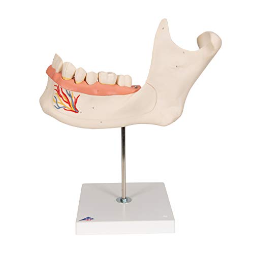 Image of 3B Scientific D25 6 Part Half Lower Jaw Model, 3 Times Full-Size, 13.8 inch x 7.1 inch x 14.2 inch