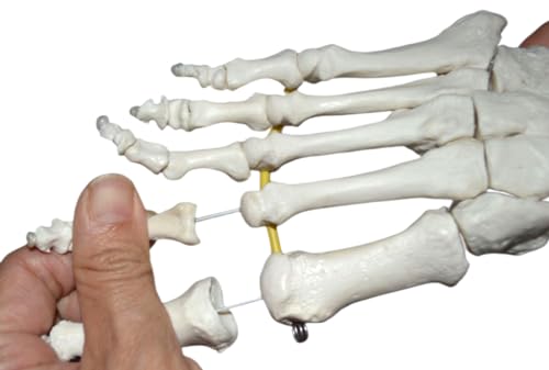 Wellden WD109E Anatomical Foot Demonstration Model thumb #2