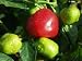 SeedsDirect's Malawi Peppadew Pepper Seeds - 20 Pack - Certified Organic Non - GMO