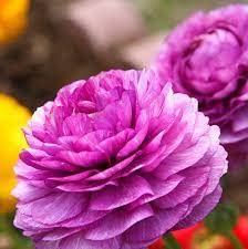 Ranunculus Imported Flower Bulbs Purple Colour For Gardening pack of 5-image-34