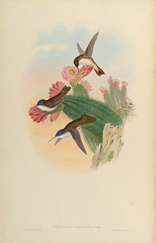 Impression sur toile John Gould Amazilia Violiceps - Peinture haut de gamme salon 60x90