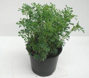 PIANTA DI RUTA SU VASO 14 IN CONFEZIONE DA 2 PEZZI