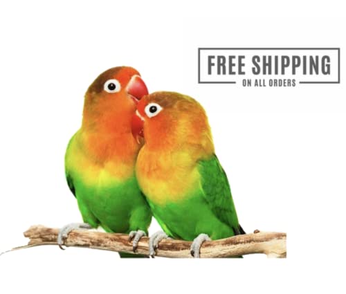 * Special * Millet Sprays 1kg Premium Cage Bird Food Seed - Image 7