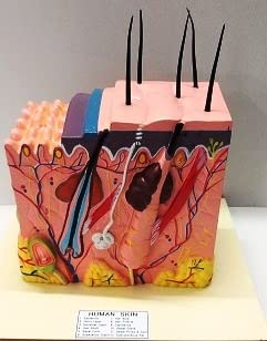 BNR EXPORTS ™ Human Skin Model Shows 3 D Section This Model Mounted On White Laminated Wooden Base