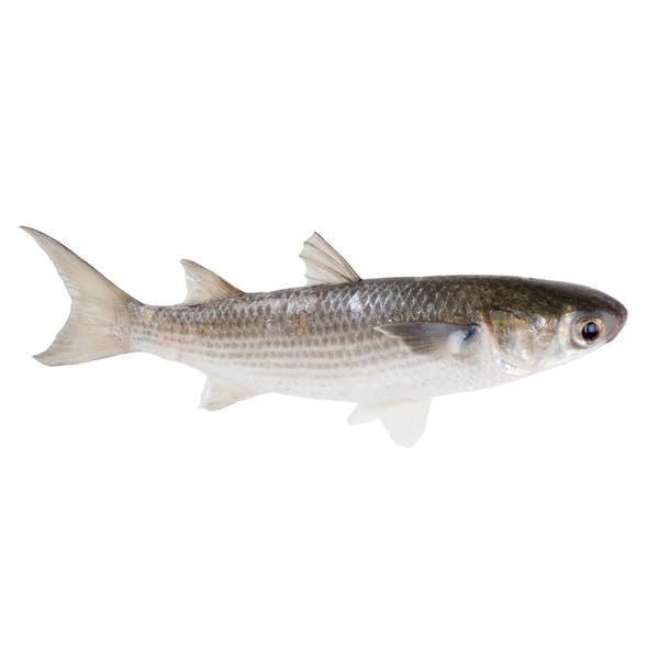 Florida Fresh Whole Black Mullet – Wild Caught Whole Fish – Frozen Fresh Quality , Wild caught whole black mullet with rich, natural seafood flavor and firm texture , Perfect for grilling, baking, frying, or traditional seafood recipes [ 80 oz , 5 lb ]