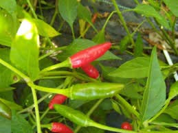Creative Farmer Vegetable Seeds Green Thai Birds Chilli Seeds - Bird Chilli -Red Seeds High Yield Terrace Gardening Home Garden Seeds (B07N47XPPT) Amazon Price History, Amazon Price Tracker