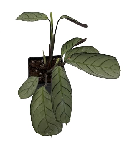 Never Never Peacock Plant - Ctenanthe burle-marxii 'Amagris' - 2.5"