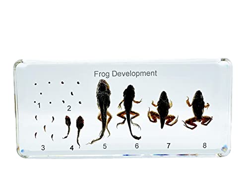 Resin Insects, Insect Specimens, Resin Preservation, Resin Amber for Children's Science Education, Collection (Frog Growth History, Mantis, Gecko) (Frog)