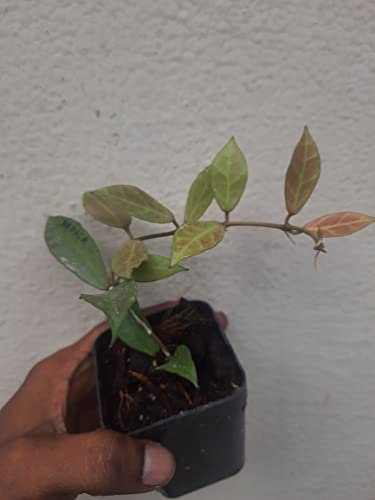 Image of greEen Earth Hoya Rebeca Small Plant ONE Piece