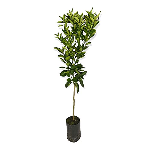 PIANTA DI CLEMENTINO ALBERO DI MANDARINO CLEMENTINO IN VASO 18CM agrumi di sicilia h 120cm AMDGarden