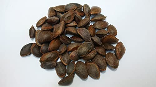 150 Seeds Eastern White Pine Tree Seeds Pinus Strobus Pine Tree Seeds For Planting #TOP2