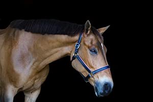Tack Shack Of Ocala Custom Padded Leather Halter With Customized Engraved Name Plate Option Horse Halter (Horse) #TOP3