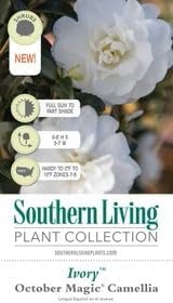 October Magic Ivory Camellia Plant, 1 Gallon, White Flowering Shrub, 4-5 ft Mature Size