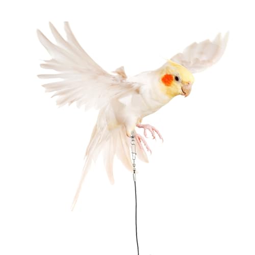 Hayaww Vogelleine, Papageiengeschirr, Papageiengeschirr, Haustier-, Vogelaktivitätsleine, verstellbares Flugtrainingsseil, 6 m (B)