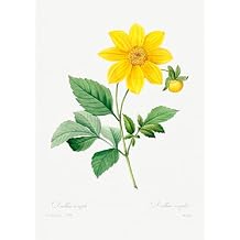 Eurisko Studios Botanical Plant Print - Dahlia by Pierre Joseph Redoute Art Print