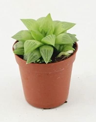 Haworthia cooperii in 5,5 cm Pot Transparent Succulent