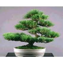 Japanese Black Pine - Bonsai Starter - Pinus Thunbergii - 3 - Year Tree #TOP3