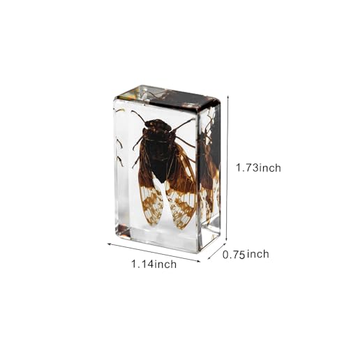 Dskoiph FHCD765-2 Resin Specimen Bugs Collection Paperweights Animal Specimen thumb #1
