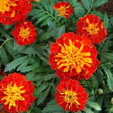 Genda phool seeds, High germination (50 seeds) (B0CLYLFRVY) Amazon Price History, Amazon Price Tracker